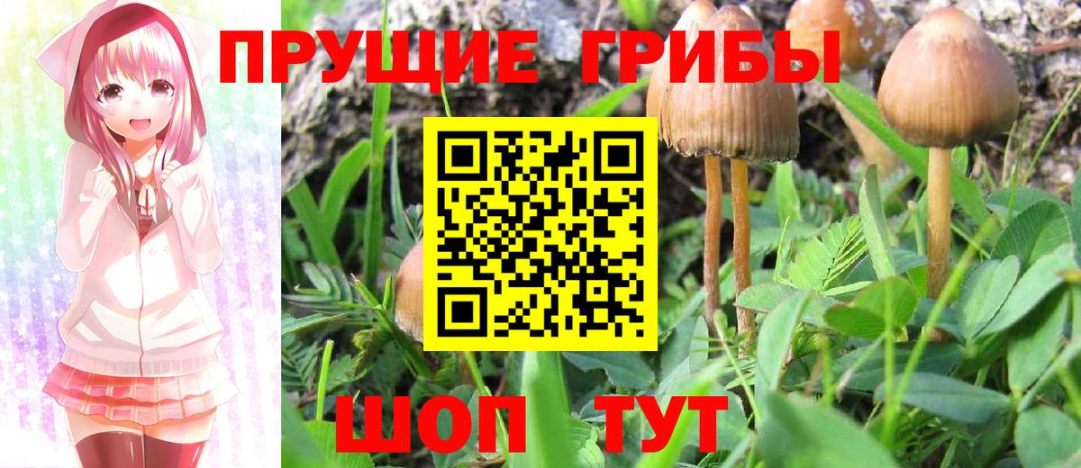 Псилоцибиновые грибы Psilocybine cubensis Кстово